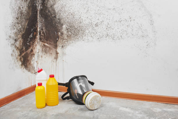 Mold Prevention & Removal